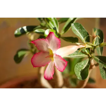 adenium plant (39)-624573-35770.webp